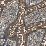 Syndecan 3 Polyclonal Antibody