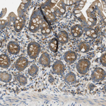 PLBD2 Antibody in Immunohistochemistry (Paraffin) (IHC (P))