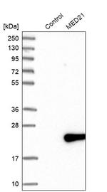 MED21 Antibody in Western Blot (WB)