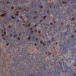 CI091 Antibody in Immunohistochemistry (Paraffin) (IHC (P))