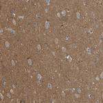 UBA5 Antibody in Immunohistochemistry (Paraffin) (IHC (P))