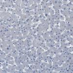 UBA5 Antibody in Immunohistochemistry (Paraffin) (IHC (P))