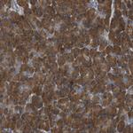 UBA5 Antibody in Immunohistochemistry (Paraffin) (IHC (P))
