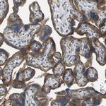 NRK Antibody in Immunohistochemistry (Paraffin) (IHC (P))