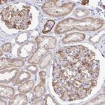 FRMD3 Antibody in Immunohistochemistry (Paraffin) (IHC (P))
