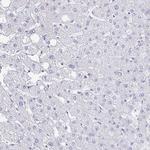 FRMD3 Antibody in Immunohistochemistry (Paraffin) (IHC (P))