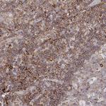 FRMD3 Antibody in Immunohistochemistry (Paraffin) (IHC (P))