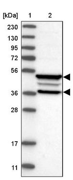 FRMD3 Antibody in Western Blot (WB)