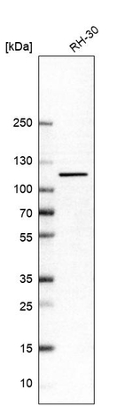 STRN Antibody in Western Blot (WB)