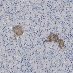 FNDC9 Polyclonal Antibody