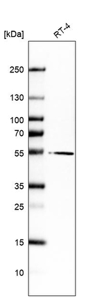 MLSTD2 Antibody in Western Blot (WB)