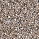 RBM5 Antibody in Immunohistochemistry (Paraffin) (IHC (P))