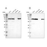 LPP Antibody in Western Blot (WB)