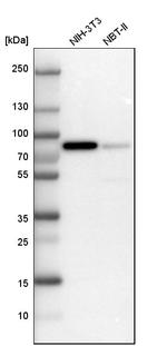 LPP Antibody in Western Blot (WB)
