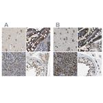 ZFPL1 Antibody in Immunohistochemistry (IHC)