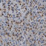 ZFPL1 Antibody in Immunohistochemistry (IHC)