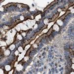 ZFPL1 Antibody in Immunohistochemistry (IHC)
