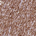IRS4 Polyclonal Antibody