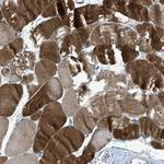 CDO Polyclonal Antibody