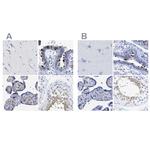 TSGA2 Polyclonal Antibody