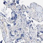 TSGA2 Antibody in Immunohistochemistry (IHC)