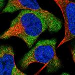 GPRASP2 Antibody in Immunocytochemistry (ICC/IF)