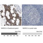 MOSC2 Antibody in Immunohistochemistry (IHC)