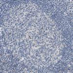 MOSC2 Antibody in Immunohistochemistry (IHC)