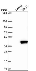 SGCZ Antibody in Western Blot (WB)