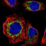 FAM73A Polyclonal Antibody