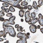 FAM73A Antibody in Immunohistochemistry (Paraffin) (IHC (P))