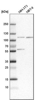 SNX14 Antibody in Western Blot (WB)