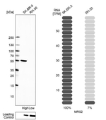 MRS2 Antibody in Western Blot (WB)