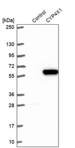 CYP4X1 Antibody in Western Blot (WB)