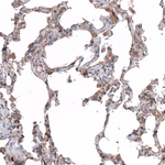 SGEF Antibody in Immunohistochemistry (Paraffin) (IHC (P))