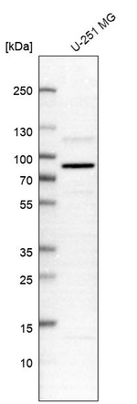 SGEF Antibody in Western Blot (WB)