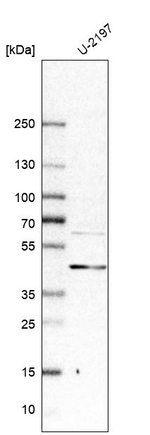 DLC1 Antibody in Western Blot (WB)