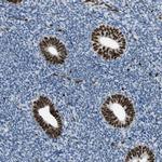 SLFN5 Antibody in Immunohistochemistry (Paraffin) (IHC (P))