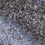 SLFN5 Antibody in Immunohistochemistry (Paraffin) (IHC (P))