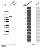 SLFN5 Antibody in Western Blot (WB)