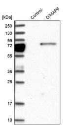 GIMAP8 Antibody in Western Blot (WB)