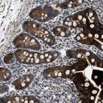LPIN2 Antibody in Immunohistochemistry (Paraffin) (IHC (P))