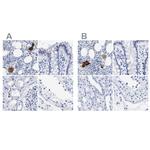 TREML1 Antibody in Immunohistochemistry (IHC)
