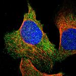 UNC45B Polyclonal Antibody