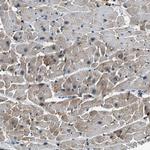 UNC45B Antibody in Immunohistochemistry (Paraffin) (IHC (P))