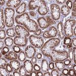 ZBTB24 Antibody in Immunohistochemistry (Paraffin) (IHC (P))