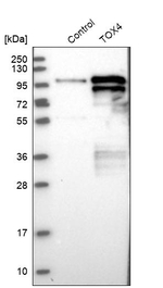 TOX4 Antibody in Western Blot (WB)
