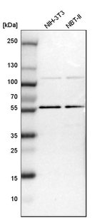 TOX4 Antibody in Western Blot (WB)