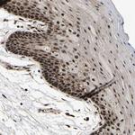 WDR39 Antibody in Immunohistochemistry (Paraffin) (IHC (P))