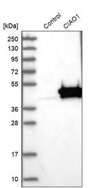 WDR39 Antibody in Western Blot (WB)
